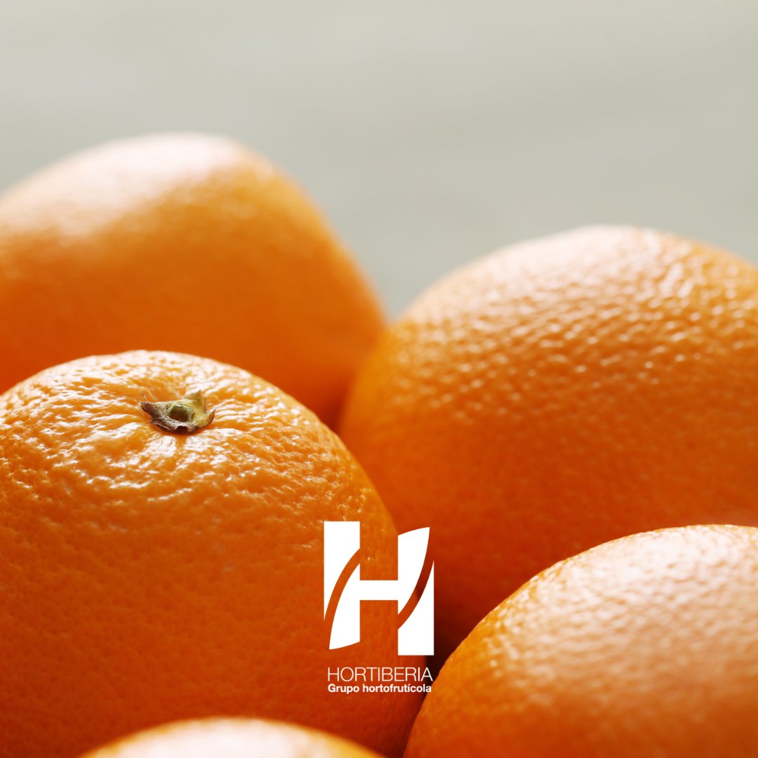 Hortiberia's tweet photo. 🍊¡Es temporada de naranjas!

¿Sabías que esta fruta es un tesoro de vitamina C? Esencial para reforzar tu sistema inmunológico y mantener la salud de tu piel. Su sabor refrescante y su jugosa textura convierten a esta fruta en el alimento perfecto para empezar el día con energía https://t.co/8mpQQ5TpcX