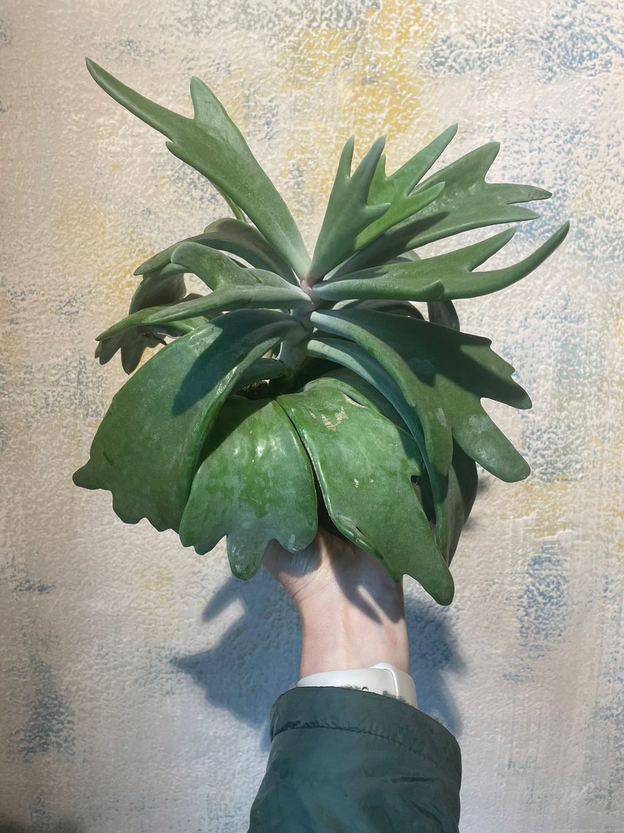 Se ami le piante rare non perdere il Cotyledon orbiculata corno d’alce! Vieni a trovarci per scegliere il tuo! Se abiti a Milano scrivici e lo consegniamo a domicilio!
capoverde.com/fiori-piante/c…
#capoverdemilano #Cotyledon #Cotyledonorbiculata #Cotyledonorbiculatacornodalce