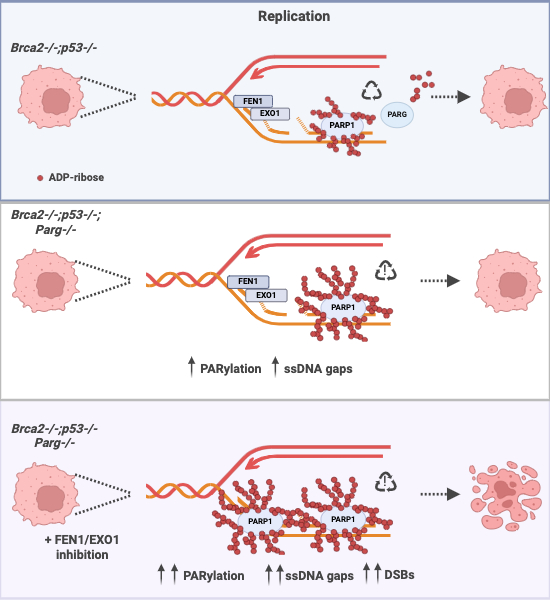Christina Andronikou (@chrisandronikou) on Twitter photo So exciting to see our story finally published <a href="/RottenbergSven/">Sven Rottenberg</a> <a href="/jjonkers2/">Jos Jonkers</a> ! 🎉
PARG-deficient tumor cells have an increased dependence on EXO1/FEN1-mediated DNA repair | The EMBO Journal embopress.org/doi/full/10.10… So exciting to see our story finally published <a href="/RottenbergSven/">Sven Rottenberg</a> <a href="/jjonkers2/">Jos Jonkers</a> ! 🎉
PARG-deficient tumor cells have an increased dependence on EXO1/FEN1-mediated DNA repair | The EMBO Journal embopress.org/doi/full/10.10…