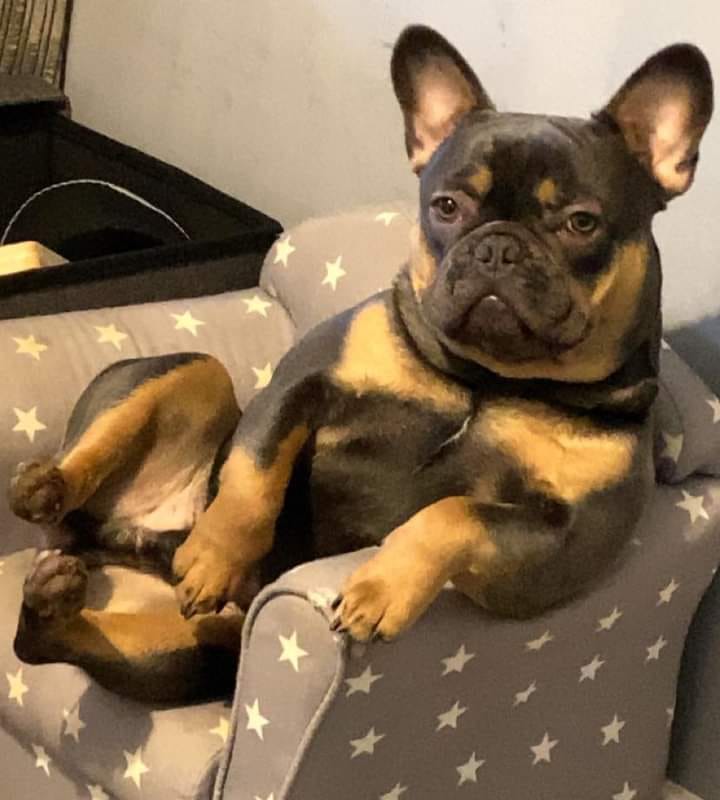 Jessica45C's tweet photo. Sitting so pretty 📷

doggylove#dogobsessed#doglover#doggykisses#bulldogfrances#businesstips#bulldoglove#bulldog #boxerdog#boxer#garmanshepherd_lover#garmanshepard#funnyclips#funnymeme#funnyvideo#animallover#animalfunny#animalfunnymoments #Murdered #FultonCounty https://t.co/KSfU9Mk1Ei
