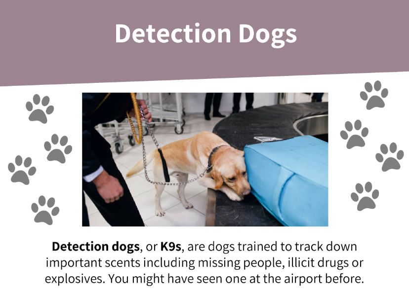 If you are looking for an activity for #BSW24 why not check out our free @Home Forensic Chemistry kit! Learn how forensic scientists use dogs to help find illicit drugs & try out some experiments they might use in the lab. buff.ly/3RKvz20