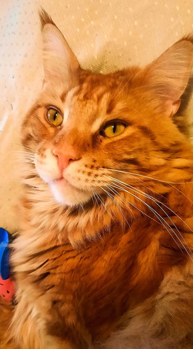 _ViralCats_'s tweet photo. Maxwell. 🧡
Photo by Teresa Fernandes.
#cats #CatsLover #CatsOfX #cat #ViralCats #cutecat #Majestic #majesticcats #pets #kitty #orangecat #gingercat #nocontextcats #shouldhavecat https://t.co/5KLYptZJ1R