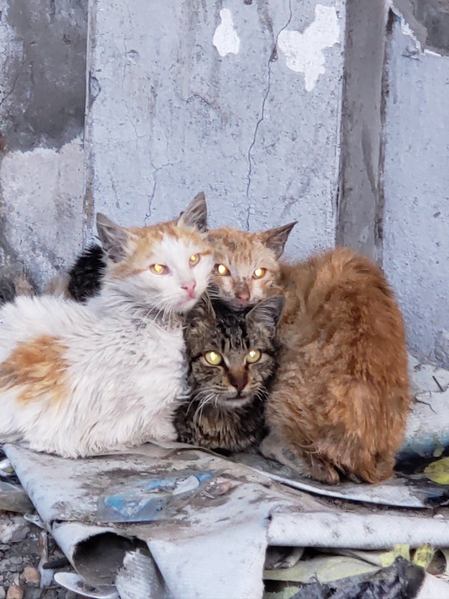 missbul4n's tweet photo. okay since white people have more empathy for animals than a literal HUMAN CHILD getting bombed everyday.

here's the state of the animals in Palestine rn. #AllEyesOnRafah 🇵🇸 https://t.co/1ABZ19JIpH