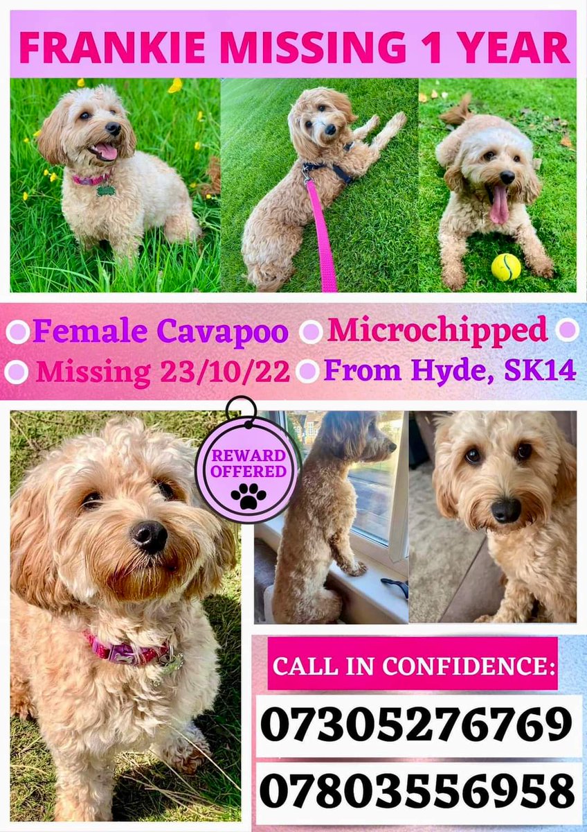 MissingPetsGB's tweet photo. Surely someone has spotted a dog like FRANKIE?

She could be straying or have been picked up &amp; kept or sold on or even still be in the area she ran off from, if anyone knows anything or has seen a dog matching Frankie, please contact her heartbroken family.
Missing #Hyde #SK14 https://t.co/FuxvJGX7FM