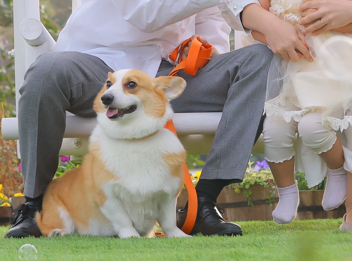 corgi_mugi's tweet photo. 家族写真のむぎの表情がとてもいい...
モフモフ感もすごくいい...
(なお妹ギャン泣きのため、人間達は散々な写り) https://t.co/OIxUEqgj6c