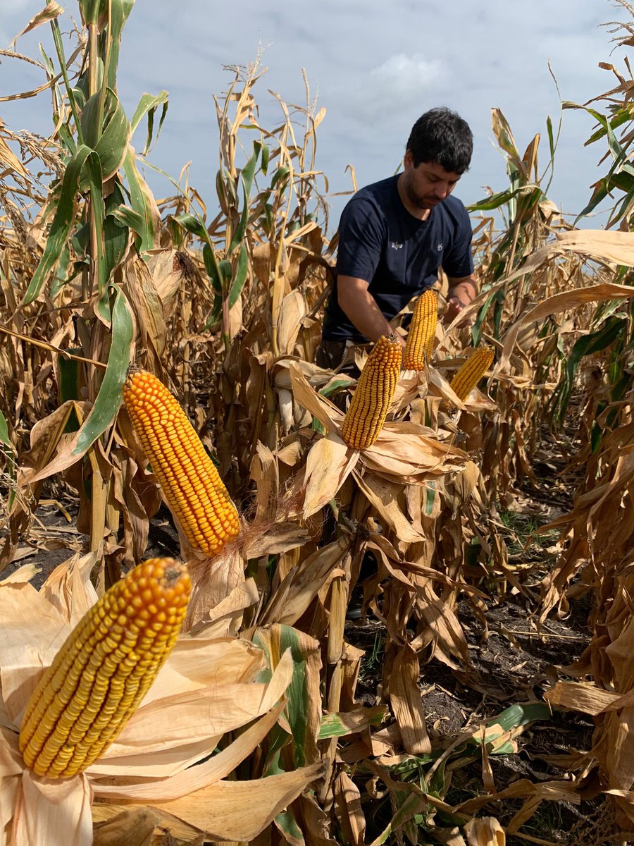 3agro's tweet photo. 🌽💣Impresionante como está el 𝗠𝗮í𝘇 𝗦𝗥𝗠 𝟲𝟲𝟮𝟬 𝗩𝗧𝟯𝗣

📸Compartimos algunas imágenes de la recorrida🚶

@lgsemillas 

#3agro #lgsemillas #maízlg #limagrain https://t.co/ArpMAL9BSg