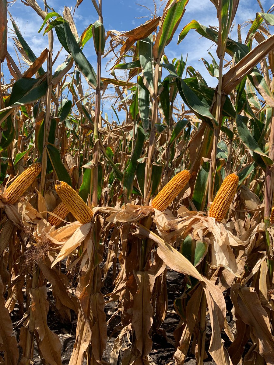 3agro's tweet photo. 🌽💣Impresionante como está el 𝗠𝗮í𝘇 𝗦𝗥𝗠 𝟲𝟲𝟮𝟬 𝗩𝗧𝟯𝗣

📸Compartimos algunas imágenes de la recorrida🚶

@lgsemillas 

#3agro #lgsemillas #maízlg #limagrain https://t.co/ArpMAL9BSg