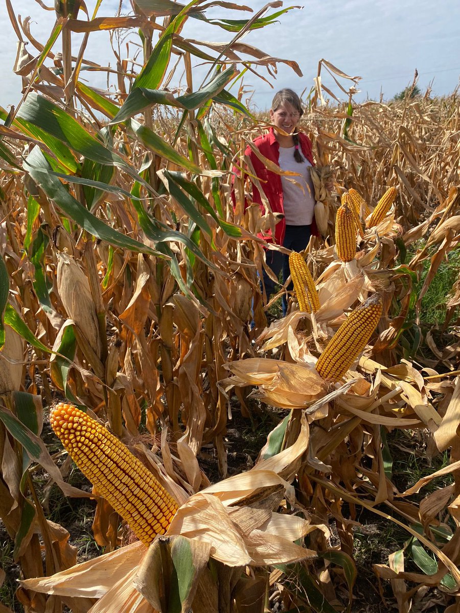3agro's tweet photo. 🌽💣Impresionante como está el 𝗠𝗮í𝘇 𝗦𝗥𝗠 𝟲𝟲𝟮𝟬 𝗩𝗧𝟯𝗣

📸Compartimos algunas imágenes de la recorrida🚶

@lgsemillas 

#3agro #lgsemillas #maízlg #limagrain https://t.co/ArpMAL9BSg