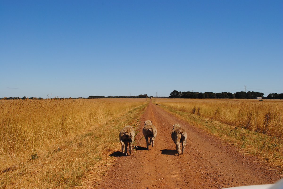 Barry Murphy tweet media