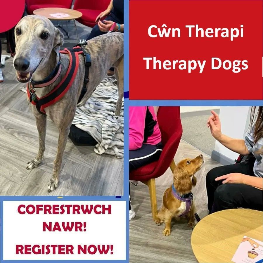 uswlibrary's tweet photo. Therapy Dogs Nationwide will be in Treforest Library on 20/02/24. If you'd like to come along and spend some time relaxing with a dog and having a chat with the volunteers, e-mail WBHactivities@southwales.ac.uk #TherapyDogs #TherapyDogsUK #DogsInTheLibrary https://t.co/W10mJSCqEz