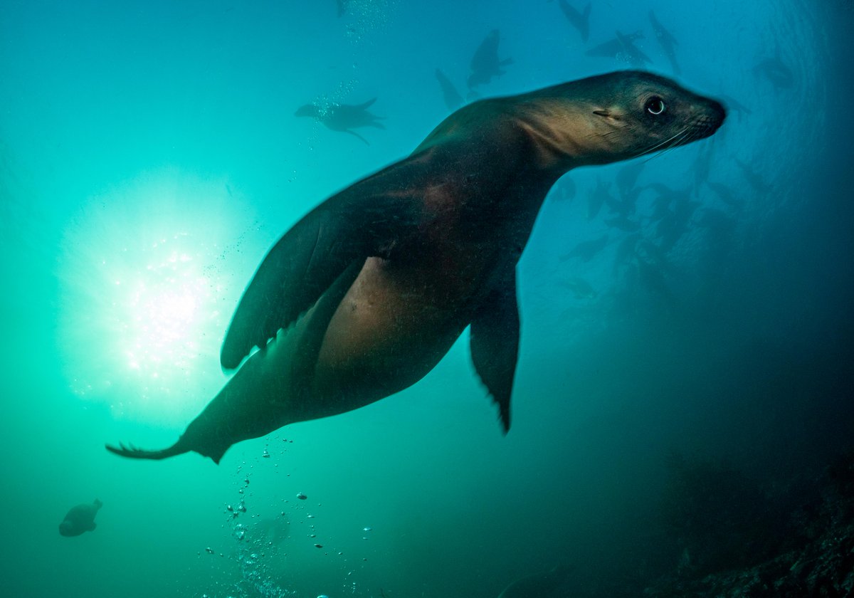 scubadivingmag's tweet photo. Megafauna vs. Microcritters: Which Is More Popular? 🌟⁠
⁠
Who wins the competition to capture the attention of divers the most? 
⁠
Head to our link in bio to read more about this popularity contest. ⁠
⁠
🖊 &amp; 📸: Patrick Webster⁠
⁠
#ScubaDivingMag #MegaVsMicroCritters ⁠ https://t.co/V7BEdpOIgg