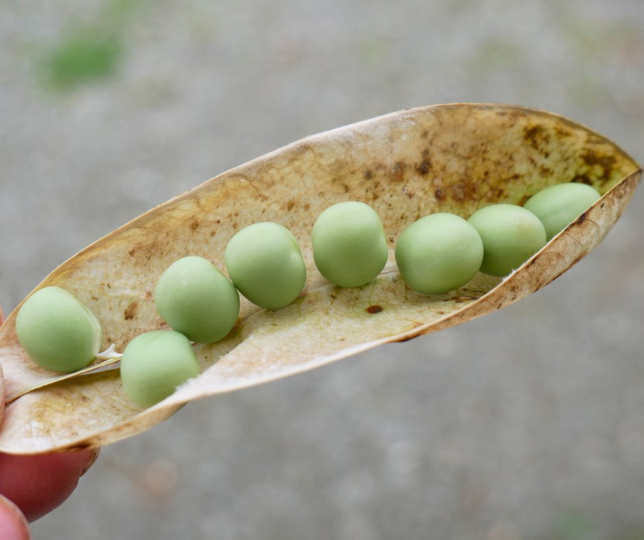 True Harvest Seeds tweet media