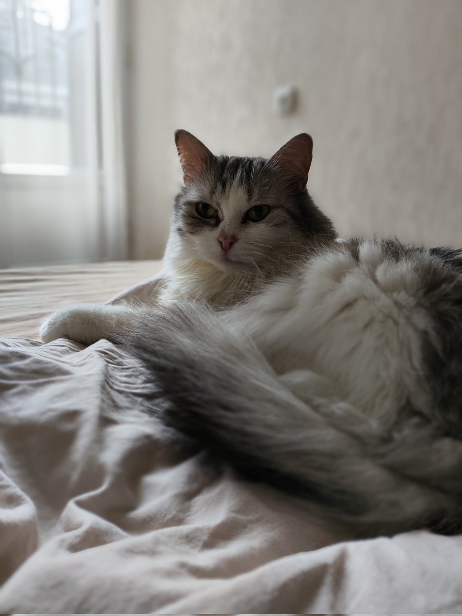 kurwa parabolica tweet media