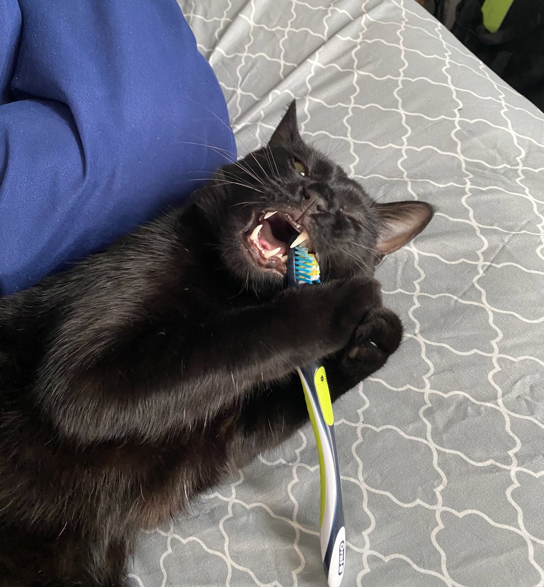 Android No. 23 tweet media