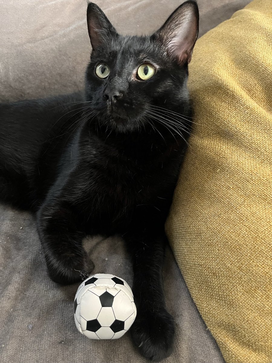 Android No. 23 tweet media