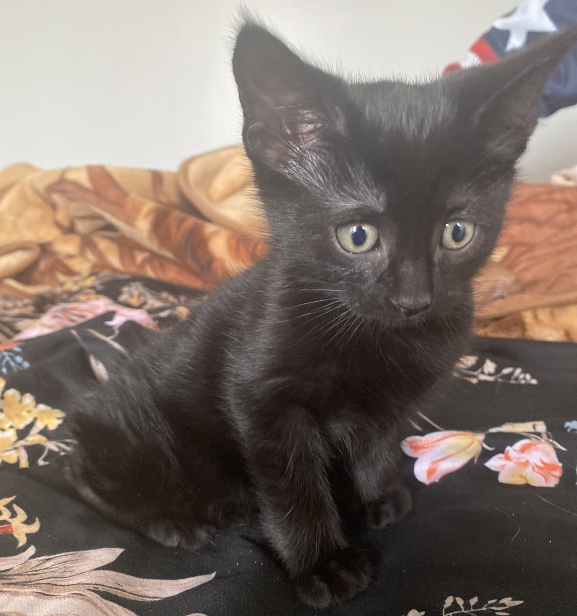 Android No. 23 tweet media