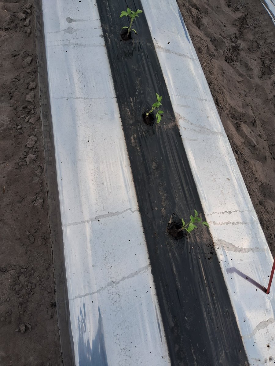 #Plantingday