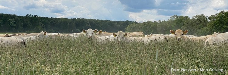 BZL_aktuell's tweet photo. Mit #MobGrazing können in dürregefährdeten Regionen stabile Grünlanderträge erzielt und die Fruchtbarkeit der Böden verbessert werden. Erfahren Sie für welche Betriebsformen sich die Weidestrategie eignet und worauf zu achten ist:
➡https://t.co/fX5NHzvM5T
#30bis2030 #Ökolandbau https://t.co/Qv0X6o32ut