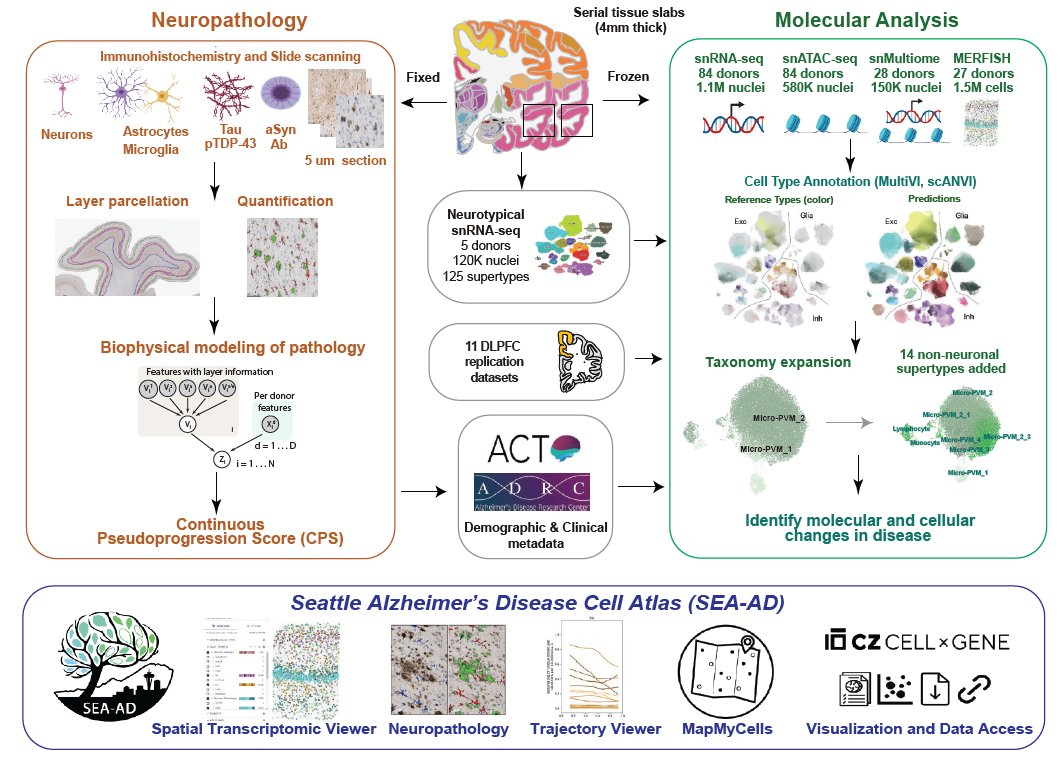 LukasValihrach's tweet photo. 🚨!Huge resource for whole AD field just released!🚨

Integrated multimodal cell atlas of Alzheimer's disease🧠 

👉https://t.co/f1vLKXp8of 
👉 data and exploratory tools available at https://t.co/YchspfZbYu https://t.co/hTpEEvTYZM