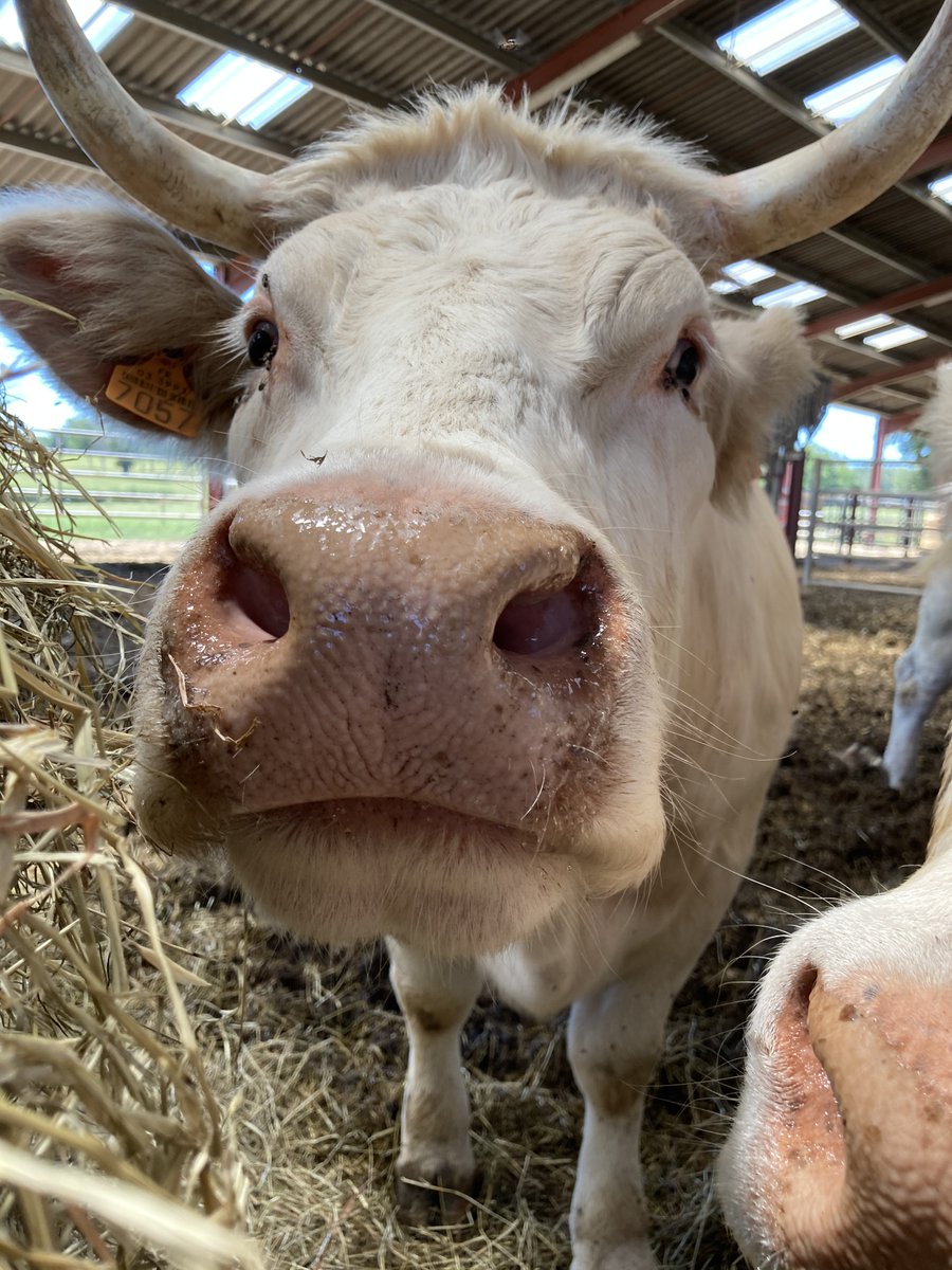 #NosFormations #VosAmbitions
Alimentation de mon troupeau de bovins : productivité, santé, économie
📷 Expliquer les principes fondamentaux de l'alimentation des bovins.
📷Mettre en œuvre une méthode de réglage alimentaire sur son exploitation. 
…tranet-allier.chambres-agriculture.fr/formations/det…