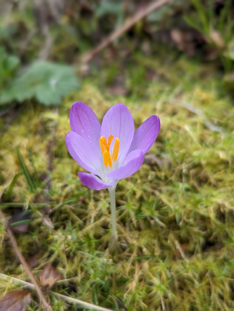 First the yellow daffodils, now the purple crocus are blooming.

#SpringDay #spring #tgif #februaryflowers #crocus