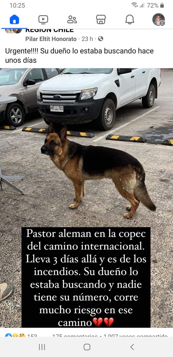 ceciliamarsano's tweet image. Perrito busca a su dueño, #incendio Camino Internacional