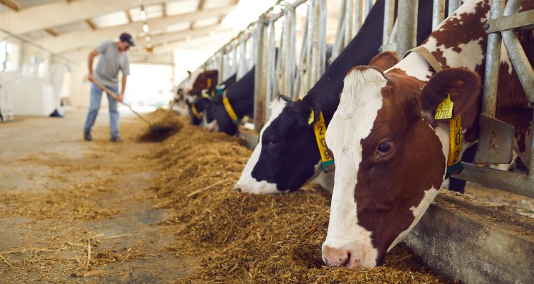 #Methane 🐮🔎 | A future where managing methane focusses on emission goals rather than emission measures? <a href="/WURlivestock/">WUR Livestock</a> tested methane sensors that could enable this. Read more here! 📕 bit.ly/3T1MGgr