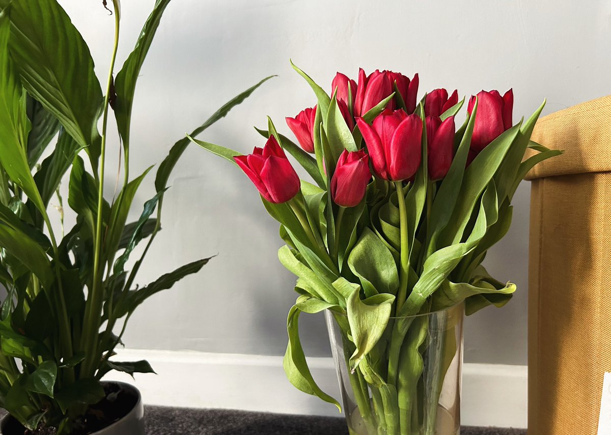 fresh tulips. a hint of spring …🌷♥️ #britishflowers