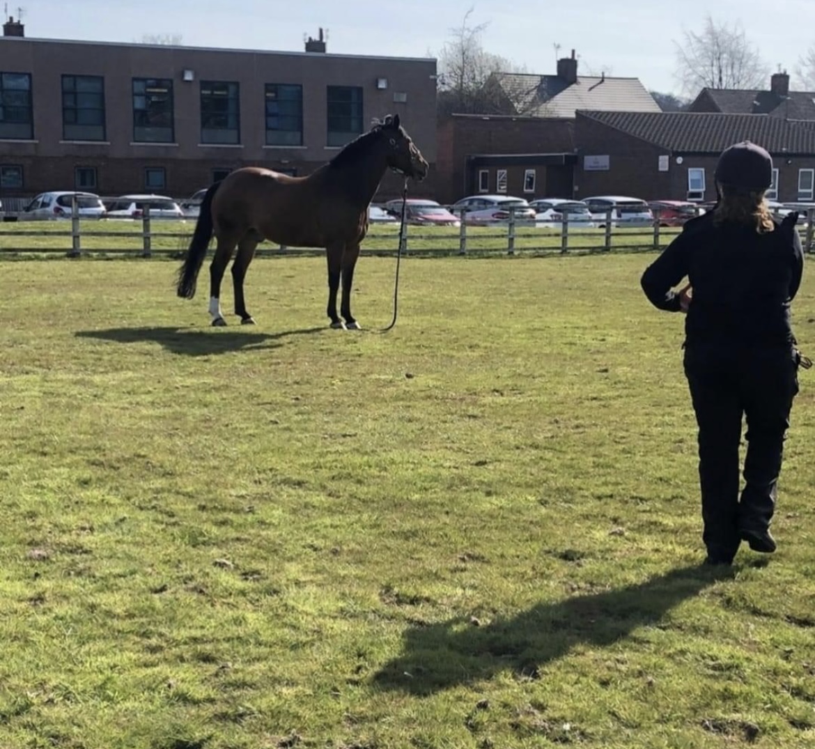 MerPolMounted's tweet image. 1/3 It is with a very heavy heart we are sorry to inform you all that we lost our amazing Jake on Wednesday. Jake was 24 years old &amp;amp; had been with the force since he was 5. He had a huge personality, kept us on our toes &amp;amp; was loved by everyone who met him #StandTall #PHJake