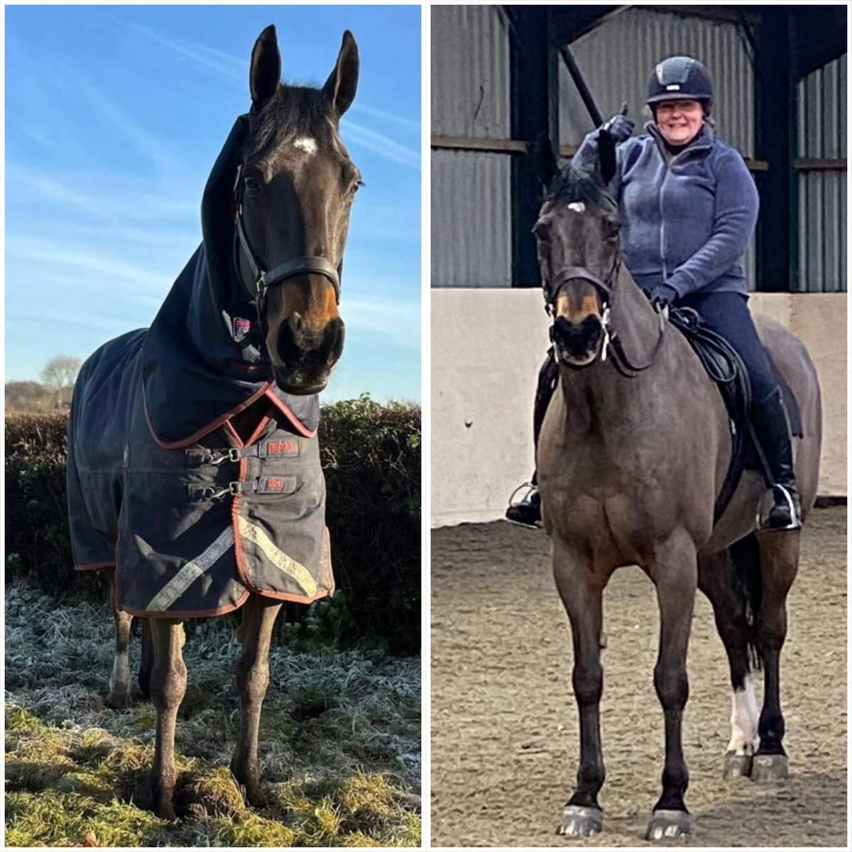 2/3 Jake represented the force at many huge event across the UK and received his long service award last year. 
During his career Jake chaperoned younger horses in training and helped new officers learn their roles. #StandTall #PHJake