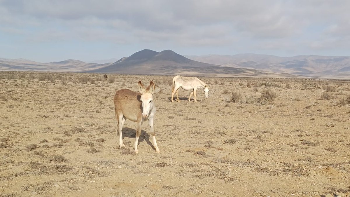 AnyMeV's tweet photo. Aventureando en #RegiónDeAtacama...
#EmbalseSantaJuana
#LlanosDeChalle https://t.co/zHTepfnbTg