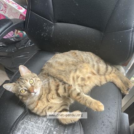 Minou Perdu tweet media