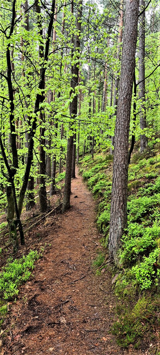 Greenisamissio1's tweet photo. You want to do something good for yourself?

At a walk in the forest you not only breathe pure air but also terpenes which are produced by the plants. Terpenes provide increased and more active killer cells in your blood to fight viruses.💚🌱☘️🌿🌳🌲🍀💚 https://t.co/PgngcQU6wM