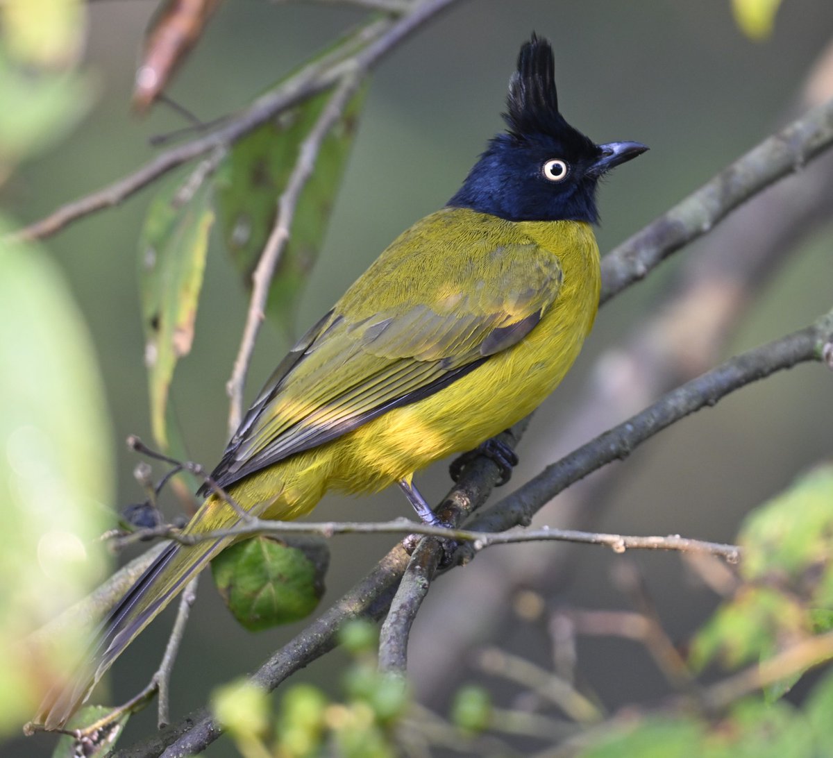 wii_eiacp's tweet photo. 🐦 Day one of Campus Bird Count at Wildlife Institute of India: Our campus boasts 134 species, while the state tallies up to 317! What a start! Stay tuned for more updates as we keep the count going. 🌿 #BirdCount #Wildlife #conservation https://t.co/OO2aZseoQ5