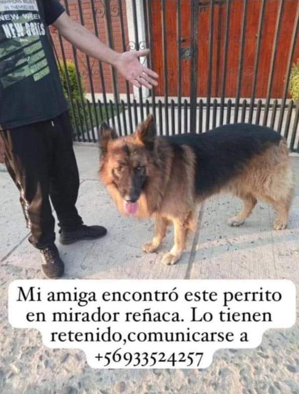 BrendaEtchegar1's tweet image. Busca a su familia, éste bello se encontró en Mirador de Reñaca 56933524257 🙏🙏🙏