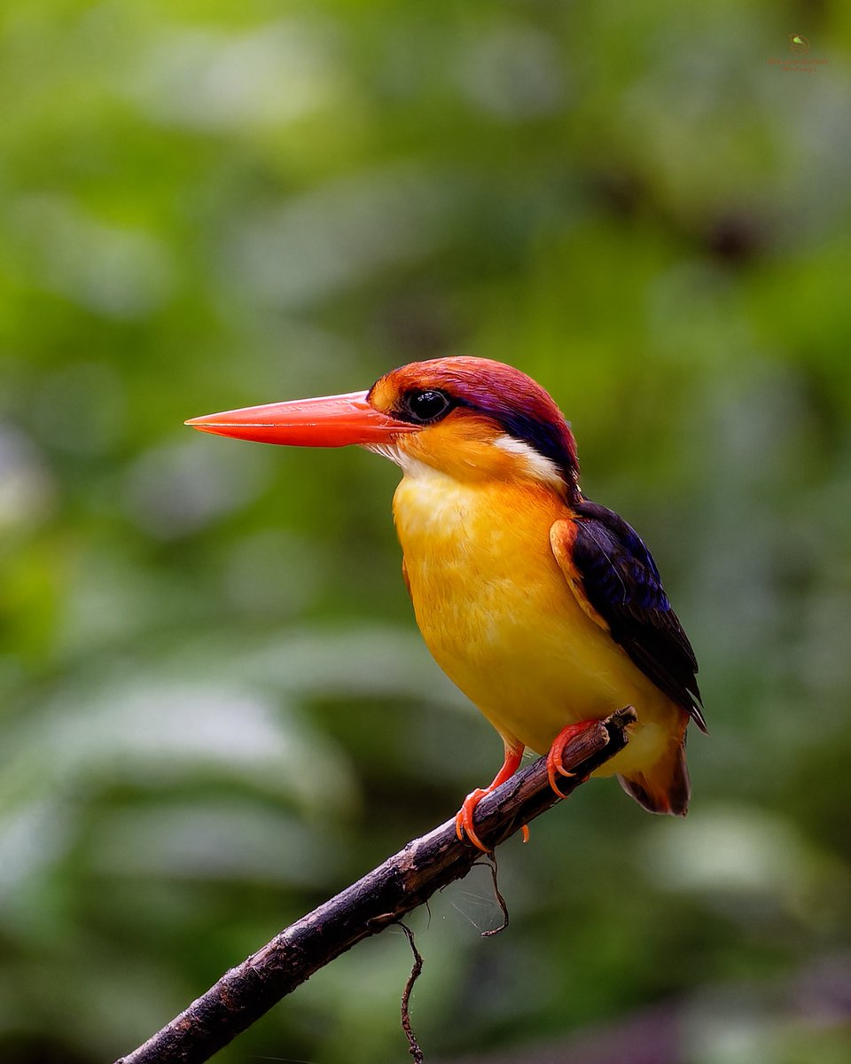 Vivid Splendor: Oriental-dwarf Kingfisher #birds #birder #birding #birdlovers #viral #trending #birdphotos #ThePhotoHour