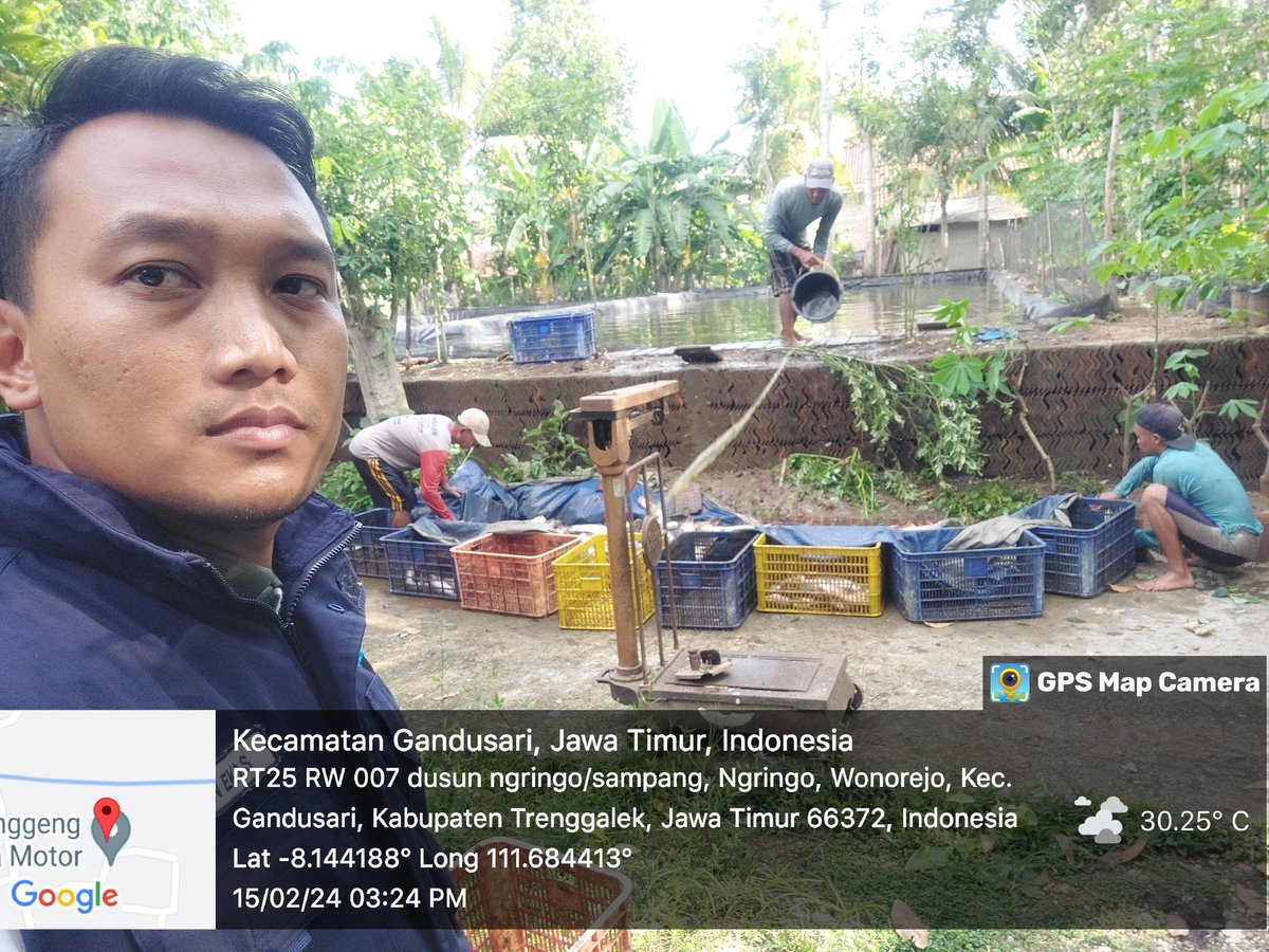 HarfinEko's tweet photo. Kamis (15/02/24), Harfin Eko Suanda Luhkan Kab.Trenggalek. Pendataan Produksi Ikan Patin milik Wulandari Pokdakan Mitra Lestari Ds.Wonorejo Kec.Gandusari sebanyak  1.860 kg dg harga 17.500/kg
#GiatLuhkanSatminkalBwi #luhlapor #produksi
@bppsdm_kp
@puslatluhkp @bppsdm_bp3bwi https://t.co/j0AnFkTX8S