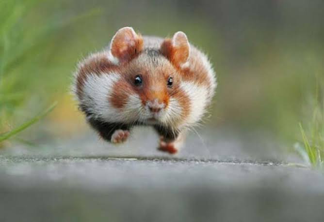 oldwolf026's tweet photo. @CryptoInsightsX HAMSTER COIN 🐹🐹🐹
@_hamster_coin @CryptolnsightsX https://t.co/LwMhRgOs44