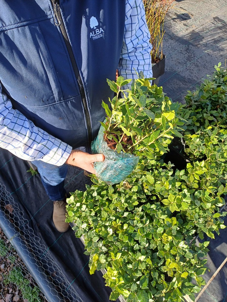 Alba Trees Nursery (@albatrees) on Twitter photo Planting season coming to an end? Extend the season with Alba Trees and our range of cell grown stock.
Perfect for forestry creation, woodlands, landscaping and amenity settings.
Get in touch today!
📞 Phone us on 01620 825058
📧 Email on sales@albatrees.co.uk Planting season coming to an end? Extend the season with Alba Trees and our range of cell grown stock.
Perfect for forestry creation, woodlands, landscaping and amenity settings.
Get in touch today!
📞 Phone us on 01620 825058
📧 Email on sales@albatrees.co.uk