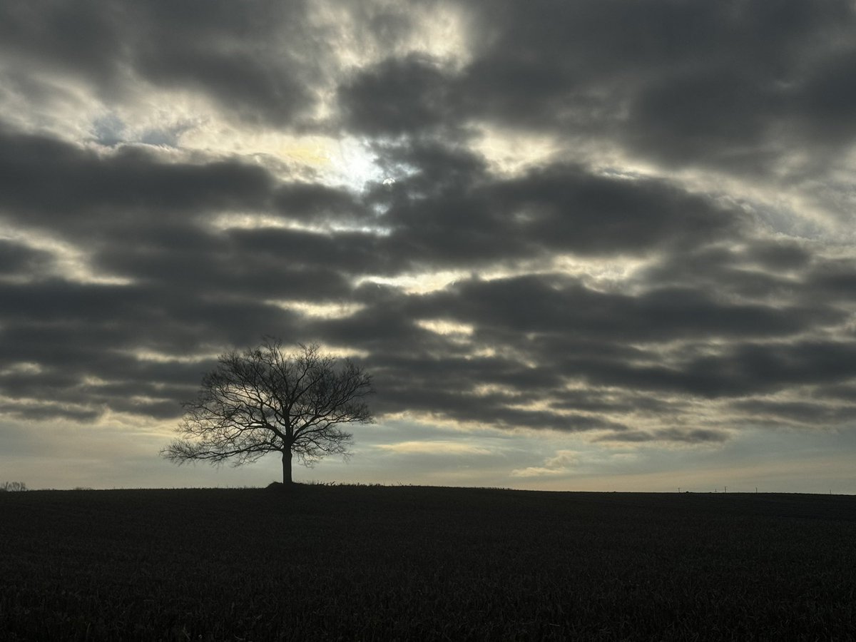carolzollinger's tweet image. Good morning. Feeling dramatic today.
#BeTheTree