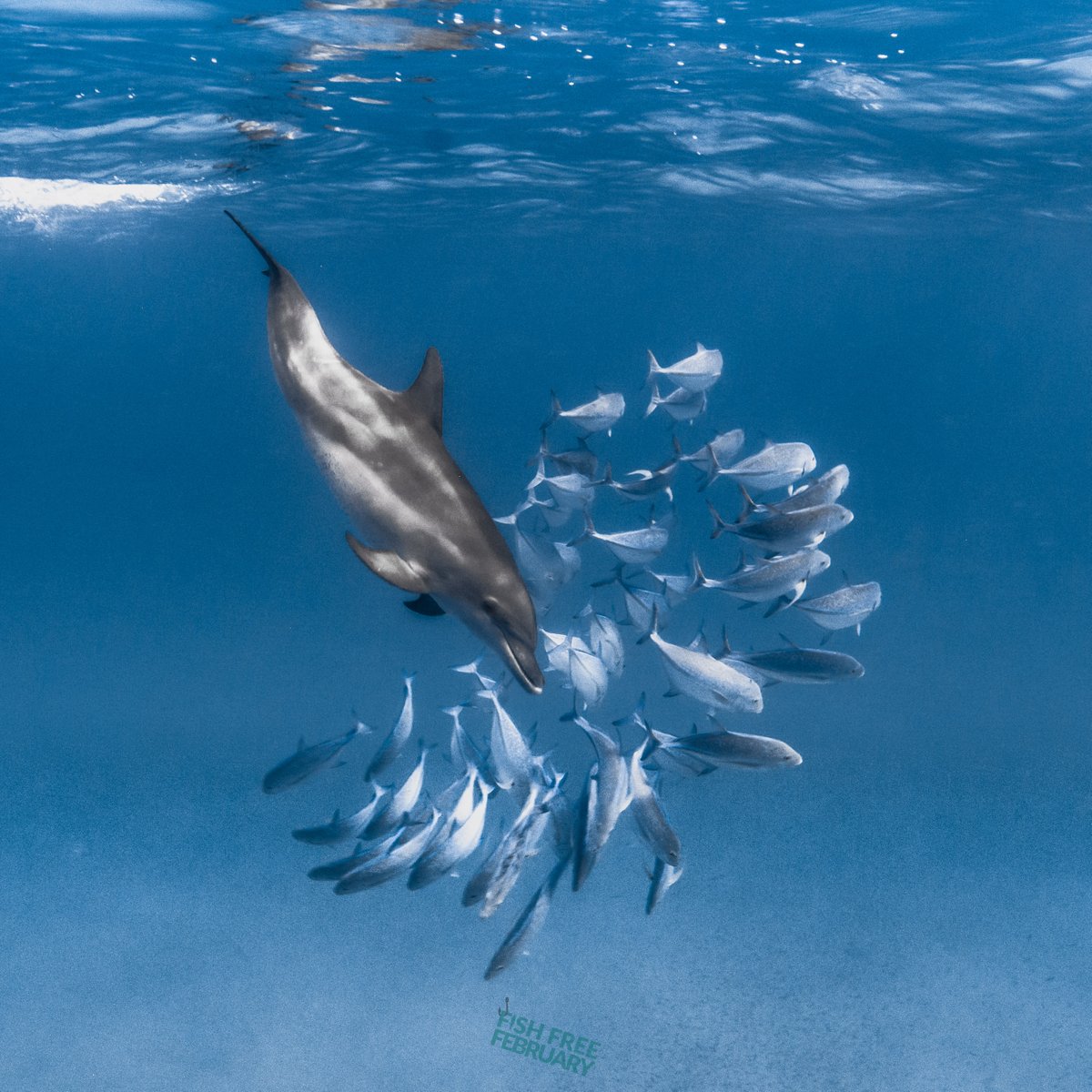 RockTheOcean's tweet image. It's #FishFreeFebruary? Fish Free February is a non-profit organization w/ a team working to educate and inspire change. February is a  challenge for people to cut seafood out of their diet &amp;amp; bring attention to the topic. Head over to FishFreeFebruary.com to learn more!