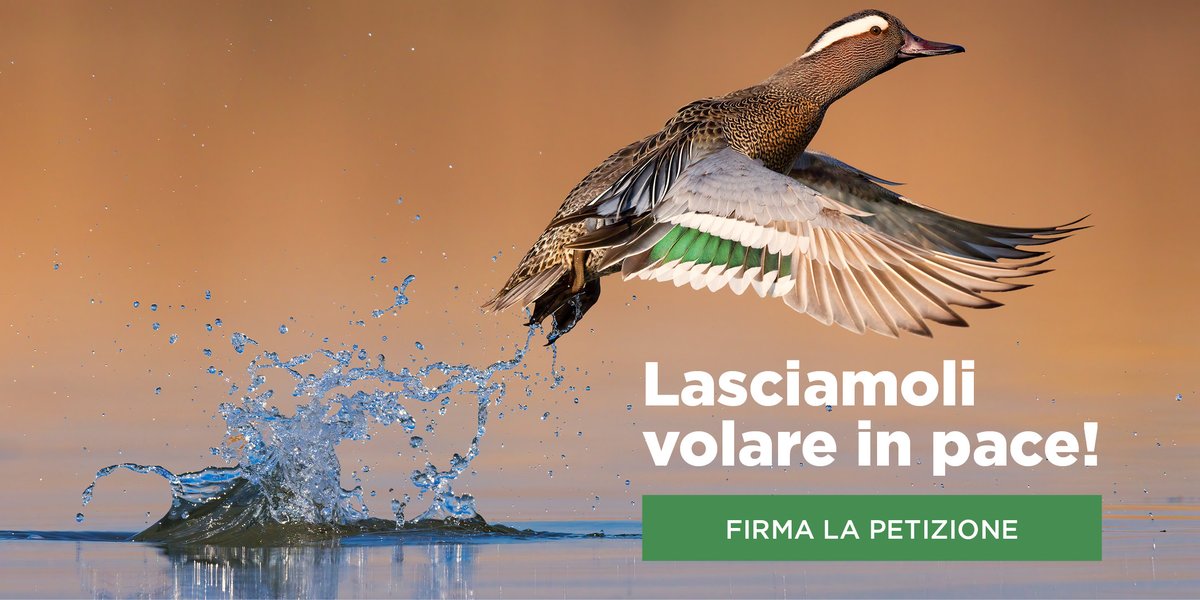 E' da oggi online la petizione della @LipuOdv che chiede a Governo e  Parlamento di ritirare il progetto di legge  col quale si vuole liberalizzare l'esercizio della caccia nel nostro Paese. #NoCacciaSelvaggia #StopLeggeBruzzone lipu.it/news-natura/no…