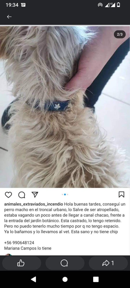 BrendaEtchegar1's tweet image. Viña, busca a su familia. Encontrado entre Canal Chacao y el Olivar.  Lo tiene  990648124🙏🙏🙏