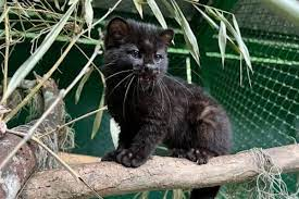 Venezuela cuenta con 411 especies de mamíferos en todo su territorio.
Proyecto Oso Andino Guaramacal estado Trujillo, descubre nueva especie de mamífero al sur del Orinoco, se trata del "Tigrillo nebuloso" 
#LoNuestro #Enhorabuena