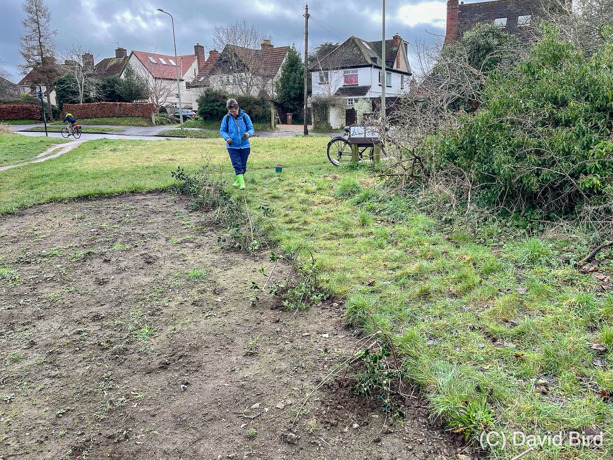 Just planted seven healthy Horseshoe Vetch (Hippocrepis comosa) plants at Rock Edge in one of the new scrapes. This is a species that was historically recorded from this old quarry and had disappeared. We're reintroducing it. 😀 #LocalWildlifeSite #OX3