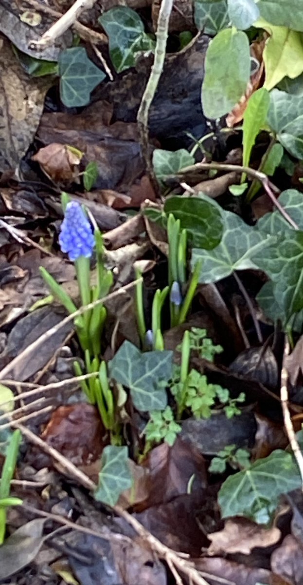 BetteJBaldwin's tweet photo. Just spotted this little bit of spring magic in the garden. 💙 https://t.co/CzuiHzaxmC