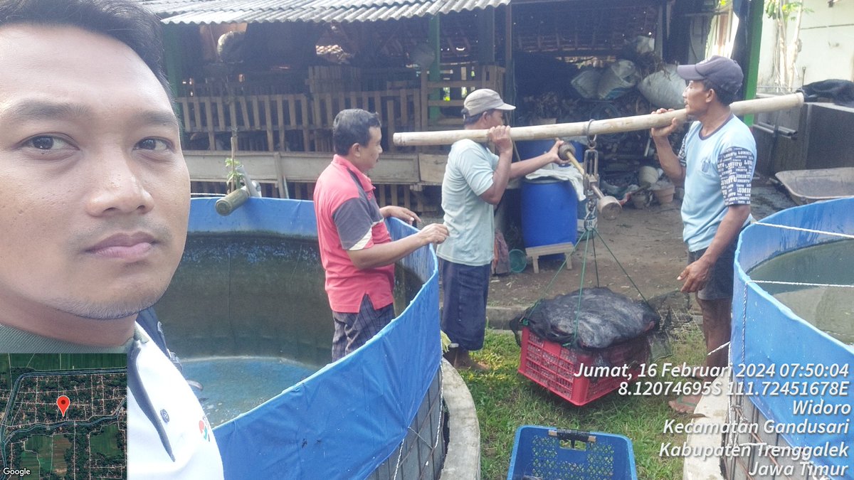 HarfinEko's tweet photo. Jum'at (16/02/24), Harfin Eko Suanda Luhkan Kab.Trenggalek. Pendataan Produksi Ikan lele milik Yabani Pokdakan Mitra Bersama Ds.Widoro Kec.Gandusari sebanyak  305kg dg harga 19.000/kg
#GiatLuhkanSatminkalBwi #luhlapor #produksi
@bppsdm_kp
@puslatluhkp @bppsdm_bp3bwi https://t.co/6iuFklTtF6