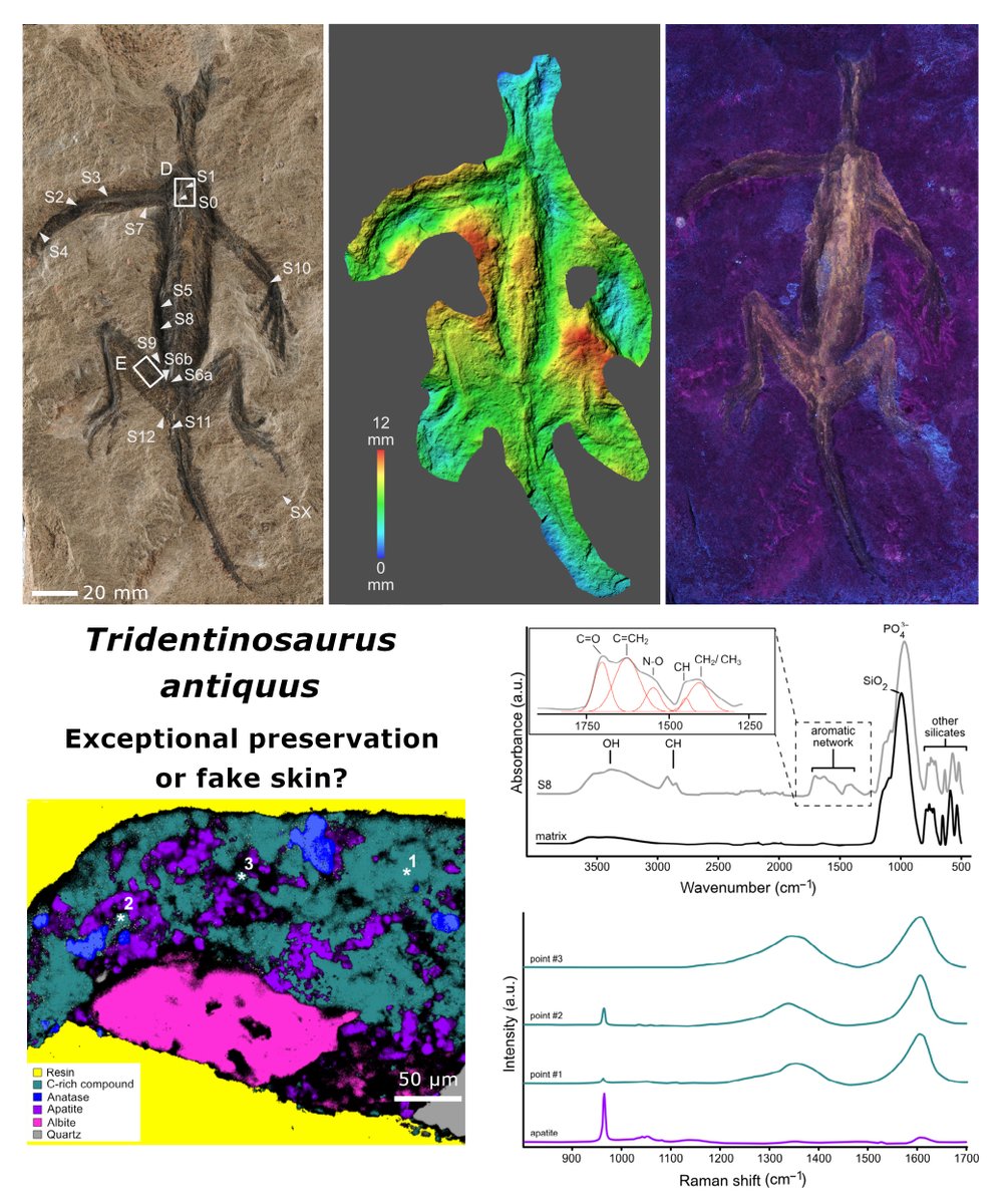 The PalAss tweet media