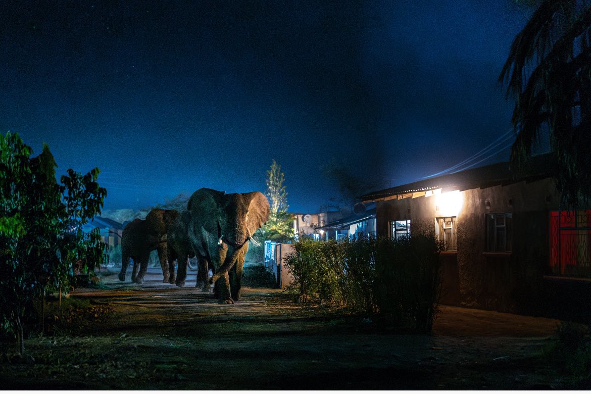 📣🥳 🐘Megatrots op natuurfotograaf en WWF-ambassadeur Jasper Doest. Zijn fotoserie “In de weg van de olifant” is de winnaar van de #ZilverenCamera categorie Natuur&amp;Wetenschap.