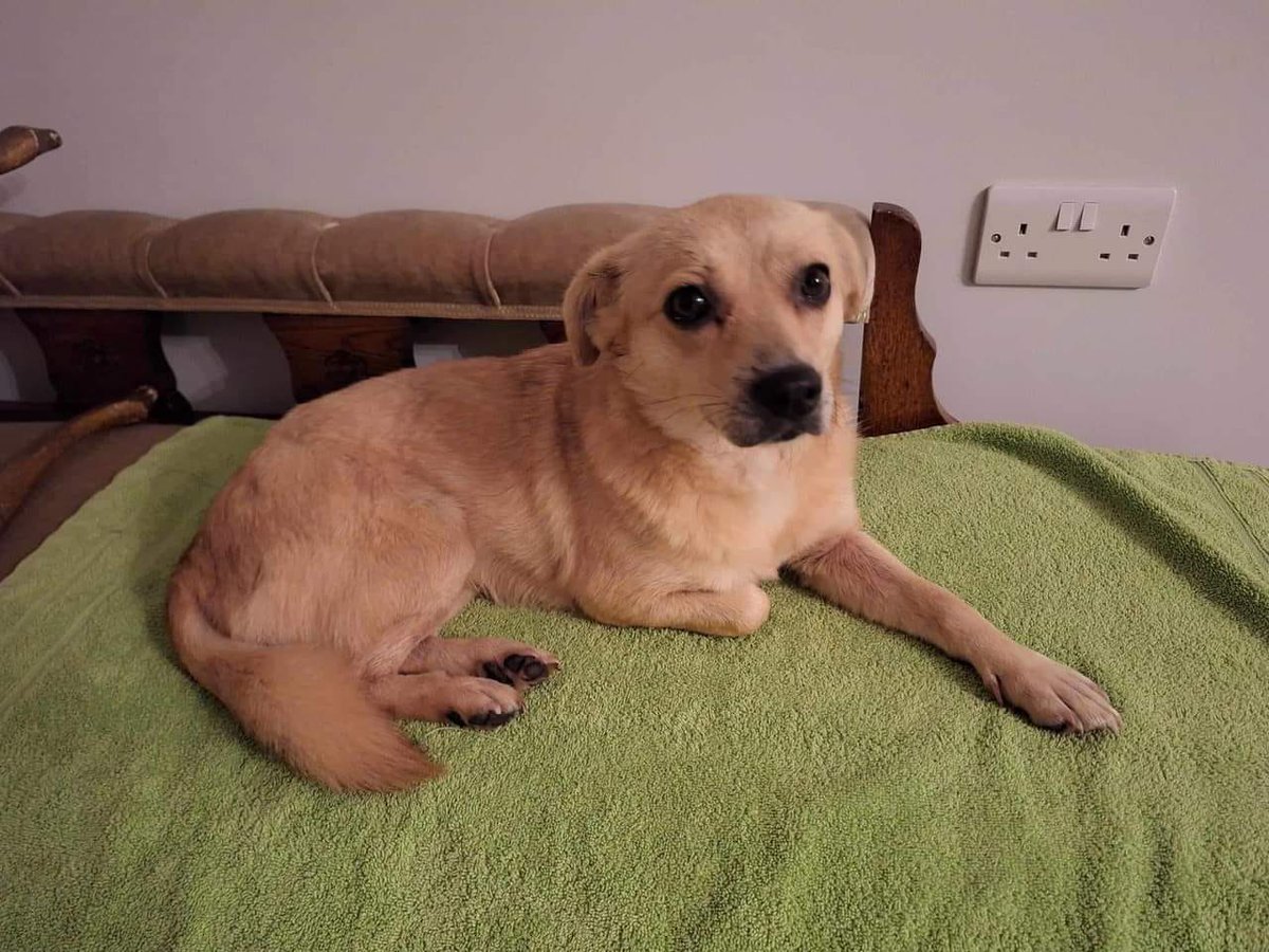 Who can help Bubbles? Unfortunately, circumstances in the home have changed so through no fault of her own, she has to come back to us. She is in #northyorkshire 
She is friendly to people and other dogs. She had a cat test in Romania
#York #Middlesbrough #Harrogate #Redcar